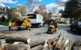 Professional Tree Services in Renovo, PA