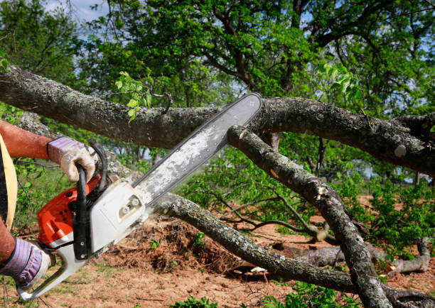 Best Tree Disease Treatment  in Renovo, PA