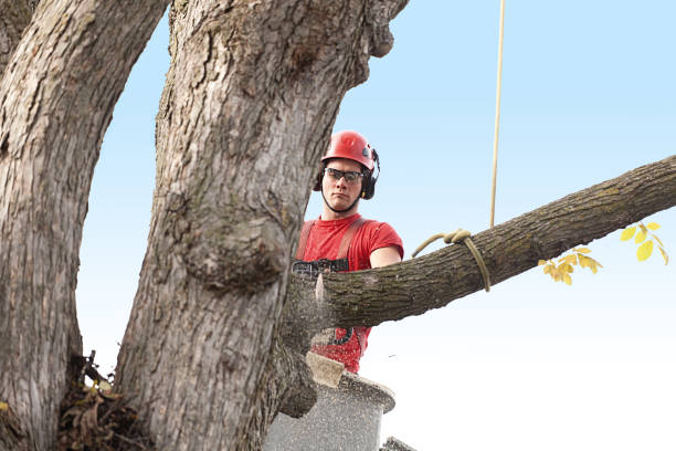 Best Palm Tree Trimming  in Renovo, PA